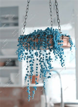 Load image into Gallery viewer, Sale! 200 Pcs Blue Pearl Chlorophytum Bonsai Office Desktop Flowers Succulents Anti-Radiation Computer Potted Plants Purify Air
