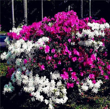 Load image into Gallery viewer, 50pcs Mini Bonsai Azalea Rhododendron Potted plants tree flower perennial Evergreen shrub plants DIY Home garden Decoration