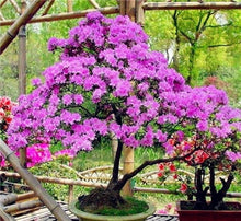 Load image into Gallery viewer, 50pcs Mini Bonsai Azalea Rhododendron Potted plants tree flower perennial Evergreen shrub plants DIY Home garden Decoration