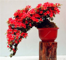 Load image into Gallery viewer, 50pcs Mini Bonsai Azalea Rhododendron Potted plants tree flower perennial Evergreen shrub plants DIY Home garden Decoration