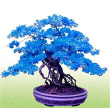 Load image into Gallery viewer, 50pcs Mini Bonsai Azalea Rhododendron Potted plants tree flower perennial Evergreen shrub plants DIY Home garden Decoration