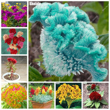 Load image into Gallery viewer, Big Sale! 1000 Pcs Purple Flamingo Cockscomb (Celosia Spicata) Plantas Bonsai Flower Floresling Potted Plants for Garden Decor