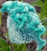 Load image into Gallery viewer, Big Sale! 1000 Pcs Purple Flamingo Cockscomb (Celosia Spicata) Plantas Bonsai Flower Floresling Potted Plants for Garden Decor