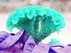 Load image into Gallery viewer, Big Sale! 1000 Pcs Purple Flamingo Cockscomb (Celosia Spicata) Plantas Bonsai Flower Floresling Potted Plants for Garden Decor