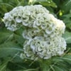 Load image into Gallery viewer, Big Sale! 1000 Pcs Purple Flamingo Cockscomb (Celosia Spicata) Plantas Bonsai Flower Floresling Potted Plants for Garden Decor
