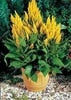 Load image into Gallery viewer, Big Sale! 1000 Pcs Purple Flamingo Cockscomb (Celosia Spicata) Plantas Bonsai Flower Floresling Potted Plants for Garden Decor