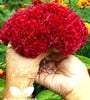 Load image into Gallery viewer, Big Sale! 1000 Pcs Purple Flamingo Cockscomb (Celosia Spicata) Plantas Bonsai Flower Floresling Potted Plants for Garden Decor