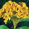 Load image into Gallery viewer, Big Sale! 1000 Pcs Purple Flamingo Cockscomb (Celosia Spicata) Plantas Bonsai Flower Floresling Potted Plants for Garden Decor