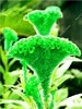 Load image into Gallery viewer, Big Sale! 1000 Pcs Purple Flamingo Cockscomb (Celosia Spicata) Plantas Bonsai Flower Floresling Potted Plants for Garden Decor