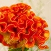 Load image into Gallery viewer, Big Sale! 1000 Pcs Purple Flamingo Cockscomb (Celosia Spicata) Plantas Bonsai Flower Floresling Potted Plants for Garden Decor
