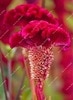 Load image into Gallery viewer, Big Sale! 1000 Pcs Purple Flamingo Cockscomb (Celosia Spicata) Plantas Bonsai Flower Floresling Potted Plants for Garden Decor