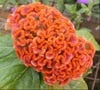 Load image into Gallery viewer, Big Sale! 1000 Pcs Purple Flamingo Cockscomb (Celosia Spicata) Plantas Bonsai Flower Floresling Potted Plants for Garden Decor