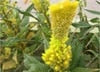 Load image into Gallery viewer, Big Sale! 1000 Pcs Purple Flamingo Cockscomb (Celosia Spicata) Plantas Bonsai Flower Floresling Potted Plants for Garden Decor