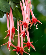 Load image into Gallery viewer, Big promotion! 100 pcs mixed color fuchsia flower Plant mini bonsai fuchsia Plantas Bonsai Garden Balcony Lanterns Flowers