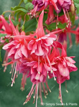Load image into Gallery viewer, Big promotion! 100 pcs mixed color fuchsia flower Plant mini bonsai fuchsia Plantas Bonsai Garden Balcony Lanterns Flowers