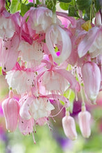 Load image into Gallery viewer, Big promotion! 100 pcs mixed color fuchsia flower Plant mini bonsai fuchsia Plantas Bonsai Garden Balcony Lanterns Flowers