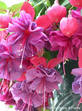 Load image into Gallery viewer, Big promotion! 100 pcs mixed color fuchsia flower Plant mini bonsai fuchsia Plantas Bonsai Garden Balcony Lanterns Flowers