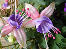 Load image into Gallery viewer, Big promotion! 100 pcs mixed color fuchsia flower Plant mini bonsai fuchsia Plantas Bonsai Garden Balcony Lanterns Flowers