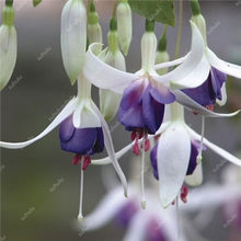 Load image into Gallery viewer, Big promotion! 100 pcs mixed color fuchsia flower Plant mini bonsai fuchsia Plantas Bonsai Garden Balcony Lanterns Flowers