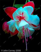 Load image into Gallery viewer, Big promotion! 100 pcs mixed color fuchsia flower Plant mini bonsai fuchsia Plantas Bonsai Garden Balcony Lanterns Flowers