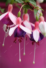 Load image into Gallery viewer, Big promotion! 100 pcs mixed color fuchsia flower Plant mini bonsai fuchsia Plantas Bonsai Garden Balcony Lanterns Flowers