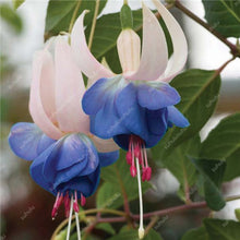 Load image into Gallery viewer, Big promotion! 100 pcs mixed color fuchsia flower Plant mini bonsai fuchsia Plantas Bonsai Garden Balcony Lanterns Flowers