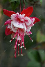 Load image into Gallery viewer, Big promotion! 100 pcs mixed color fuchsia flower Plant mini bonsai fuchsia Plantas Bonsai Garden Balcony Lanterns Flowers