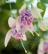 Load image into Gallery viewer, Big promotion! 100 pcs mixed color fuchsia flower Plant mini bonsai fuchsia Plantas Bonsai Garden Balcony Lanterns Flowers