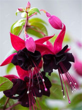 Load image into Gallery viewer, Big promotion! 100 pcs mixed color fuchsia flower Plant mini bonsai fuchsia Plantas Bonsai Garden Balcony Lanterns Flowers