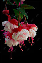 Load image into Gallery viewer, Big promotion! 100 pcs mixed color fuchsia flower Plant mini bonsai fuchsia Plantas Bonsai Garden Balcony Lanterns Flowers
