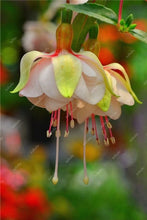 Load image into Gallery viewer, Big promotion! 100 pcs mixed color fuchsia flower Plant mini bonsai fuchsia Plantas Bonsai Garden Balcony Lanterns Flowers