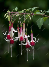 Load image into Gallery viewer, Big promotion! 100 pcs mixed color fuchsia flower Plant mini bonsai fuchsia Plantas Bonsai Garden Balcony Lanterns Flowers