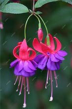 Load image into Gallery viewer, Big promotion! 100 pcs mixed color fuchsia flower Plant mini bonsai fuchsia Plantas Bonsai Garden Balcony Lanterns Flowers