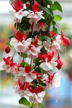 Load image into Gallery viewer, Big promotion! 100 pcs mixed color fuchsia flower Plant mini bonsai fuchsia Plantas Bonsai Garden Balcony Lanterns Flowers