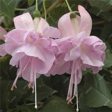 Load image into Gallery viewer, Big promotion! 100 pcs mixed color fuchsia flower Plant mini bonsai fuchsia Plantas Bonsai Garden Balcony Lanterns Flowers