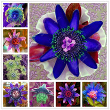 Load image into Gallery viewer, 100 pcs Exotic Passion Fruit Bonsai (Passiflora Incarnata), DIY Potted Plant,Tropical Indoor Flower Plant For Home Garden Bonsai