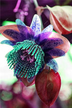 Load image into Gallery viewer, 100 pcs Exotic Passion Fruit Bonsai (Passiflora Incarnata), DIY Potted Plant,Tropical Indoor Flower Plant For Home Garden Bonsai