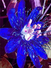 Load image into Gallery viewer, 100 pcs Exotic Passion Fruit Bonsai (Passiflora Incarnata), DIY Potted Plant,Tropical Indoor Flower Plant For Home Garden Bonsai