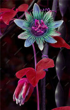 Load image into Gallery viewer, 100 pcs Exotic Passion Fruit Bonsai (Passiflora Incarnata), DIY Potted Plant,Tropical Indoor Flower Plant For Home Garden Bonsai