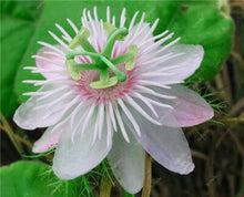 Load image into Gallery viewer, 100 pcs Exotic Passion Fruit Bonsai (Passiflora Incarnata), DIY Potted Plant,Tropical Indoor Flower Plant For Home Garden Bonsai