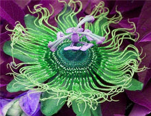 Load image into Gallery viewer, 100 pcs Exotic Passion Fruit Bonsai (Passiflora Incarnata), DIY Potted Plant,Tropical Indoor Flower Plant For Home Garden Bonsai