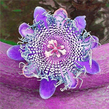 Load image into Gallery viewer, 100 pcs Exotic Passion Fruit Bonsai (Passiflora Incarnata), DIY Potted Plant,Tropical Indoor Flower Plant For Home Garden Bonsai