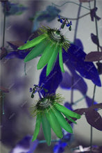 Load image into Gallery viewer, 100 pcs Exotic Passion Fruit Bonsai (Passiflora Incarnata), DIY Potted Plant,Tropical Indoor Flower Plant For Home Garden Bonsai