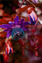 Load image into Gallery viewer, 100 pcs Exotic Passion Fruit Bonsai (Passiflora Incarnata), DIY Potted Plant,Tropical Indoor Flower Plant For Home Garden Bonsai