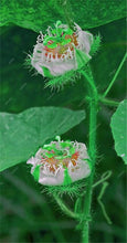 Load image into Gallery viewer, 100 pcs Exotic Passion Fruit Bonsai (Passiflora Incarnata), DIY Potted Plant,Tropical Indoor Flower Plant For Home Garden Bonsai