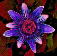 Load image into Gallery viewer, 100 pcs Exotic Passion Fruit Bonsai (Passiflora Incarnata), DIY Potted Plant,Tropical Indoor Flower Plant For Home Garden Bonsai