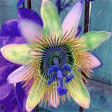 Load image into Gallery viewer, 100 pcs Exotic Passion Fruit Bonsai (Passiflora Incarnata), DIY Potted Plant,Tropical Indoor Flower Plant For Home Garden Bonsai
