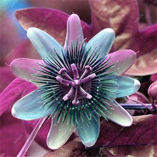 Load image into Gallery viewer, 100 pcs Exotic Passion Fruit Bonsai (Passiflora Incarnata), DIY Potted Plant,Tropical Indoor Flower Plant For Home Garden Bonsai