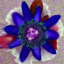 Load image into Gallery viewer, 100 pcs Exotic Passion Fruit Bonsai (Passiflora Incarnata), DIY Potted Plant,Tropical Indoor Flower Plant For Home Garden Bonsai