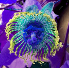 Load image into Gallery viewer, 100 pcs Exotic Passion Fruit Bonsai (Passiflora Incarnata), DIY Potted Plant,Tropical Indoor Flower Plant For Home Garden Bonsai